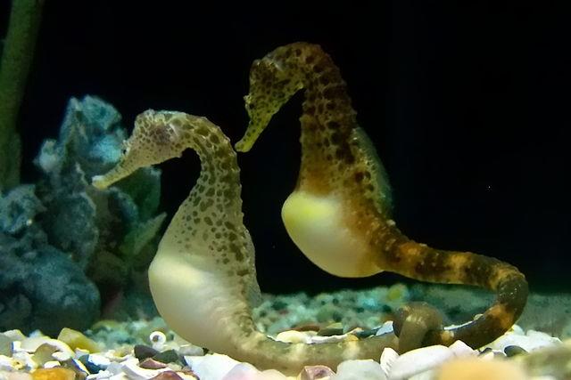 Caballitos de mar embarazados, hay que protegerlos.