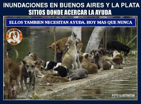 ayudar a las mascotas...