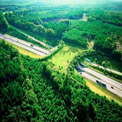 Holanda: Puente Ecolgico.